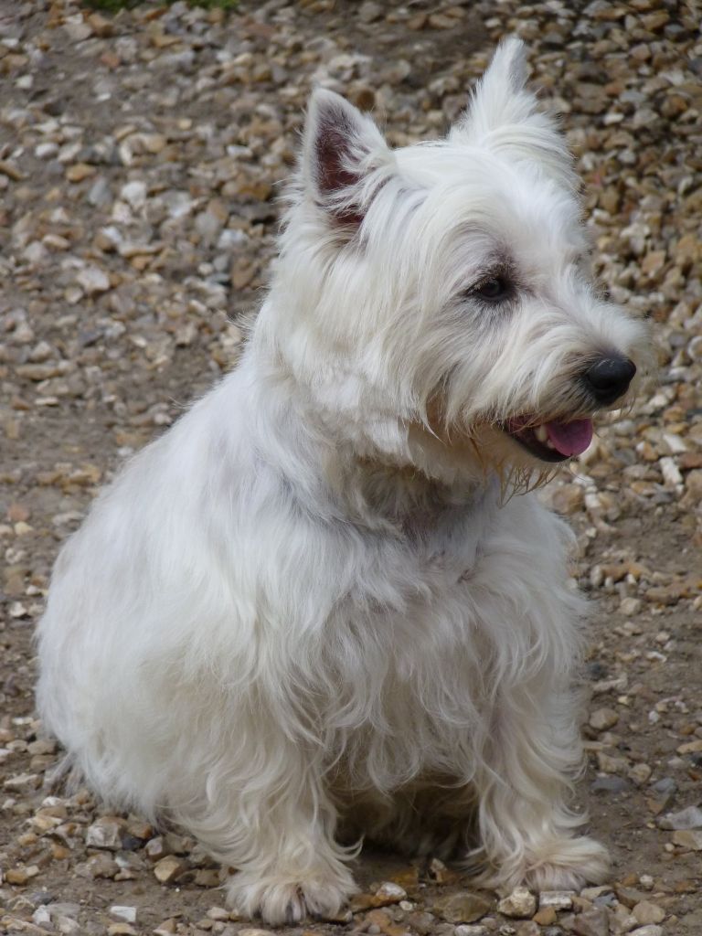 Les West Highland White Terrier de l'affixe Audrey Varin