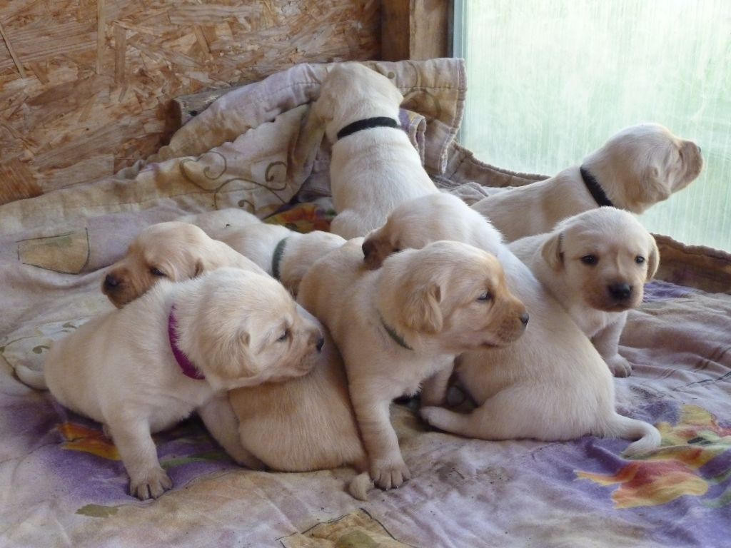 Audrey Varin - Labrador Retriever - Portée née le 21/08/2020