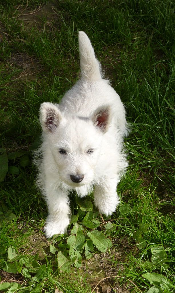 Audrey Varin - Chiot disponible  - West Highland White Terrier